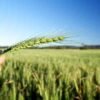 Agriculture