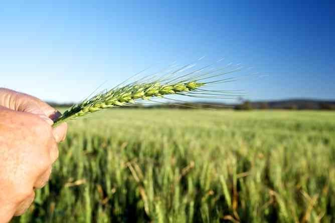 Agriculture